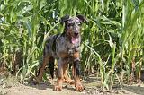 BEAUCERON - PUPPIES 008